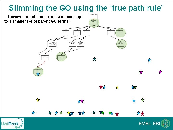 Slimming the GO using the ‘true path rule’ …however annotations can be mapped up Slimming the GO using the ‘true path rule’ …however annotations can be mapped up