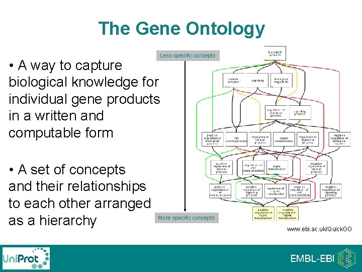 The Gene Ontology Less specific concepts • A way to capture biological knowledge for The Gene Ontology Less specific concepts • A way to capture biological knowledge for