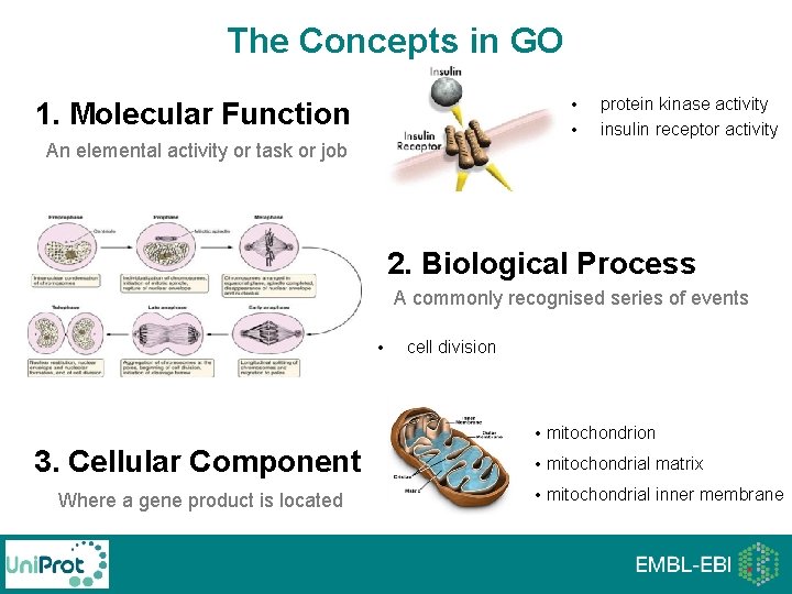 The Concepts in GO • • 1. Molecular Function An elemental activity or task The Concepts in GO • • 1. Molecular Function An elemental activity or task