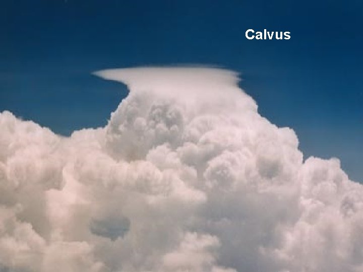 Calvus 