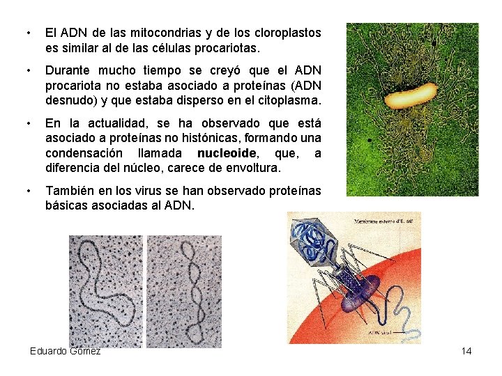  • El ADN de las mitocondrias y de los cloroplastos es similar al
