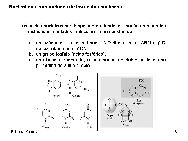 Nucleótidos: subunidades de los ácidos nucleicos Los ácidos nucleicos son biopolímeros donde los monómeros