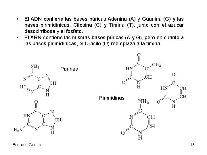  • • El ADN contiene las bases púricas Adenina (A) y Guanina (G)