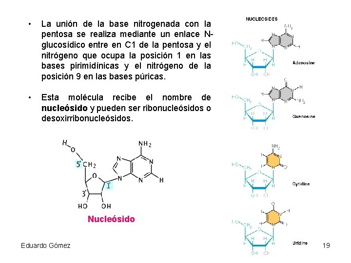  • La unión de la base nitrogenada con la pentosa se realiza mediante