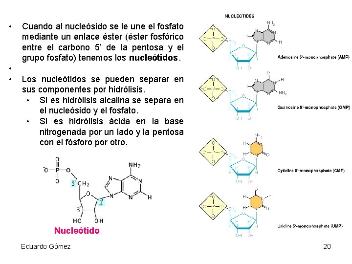  • • • Cuando al nucleósido se le une el fosfato mediante un