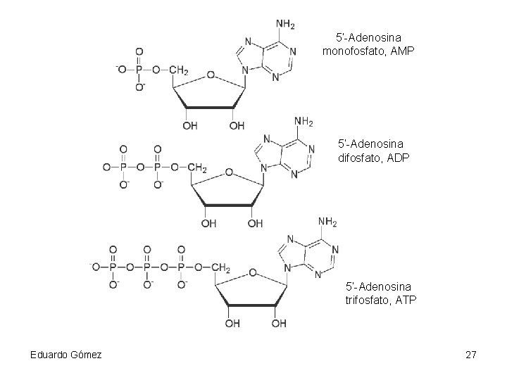 5’-Adenosina monofosfato, AMP 5’-Adenosina difosfato, ADP 5’-Adenosina trifosfato, ATP Eduardo Gómez 27 