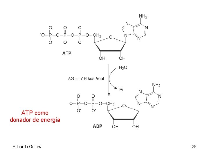 ATP como donador de energía Eduardo Gómez 29 