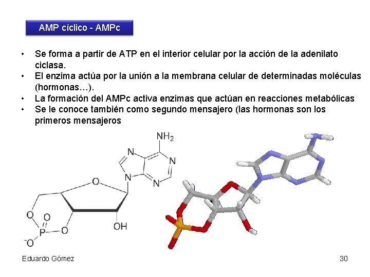 AMP cíclico - AMPc • • Se forma a partir de ATP en el