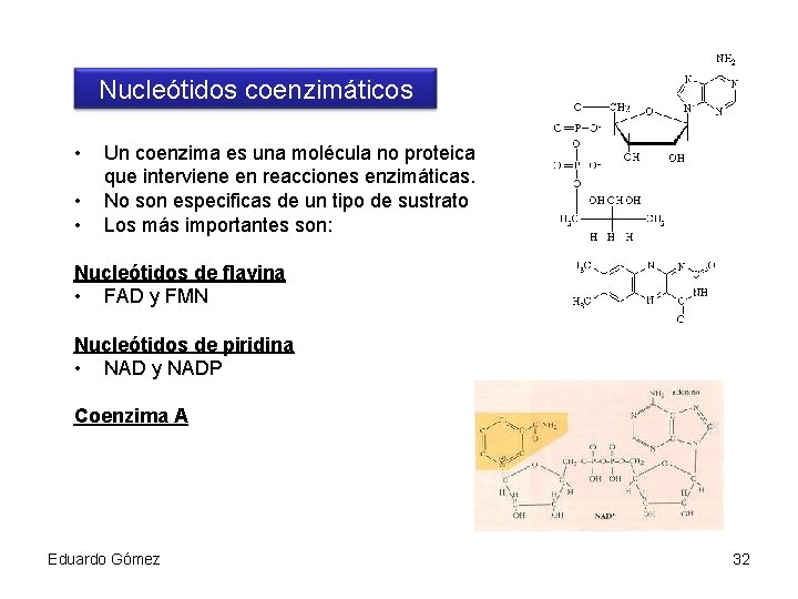 Nucleótidos coenzimáticos • • • Un coenzima es una molécula no proteica que interviene