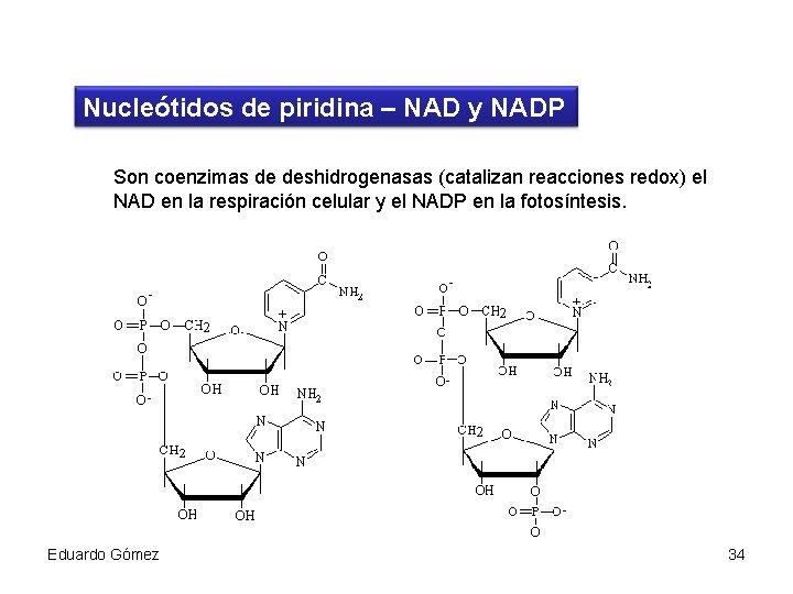 Nucleótidos de piridina – NAD y NADP Son coenzimas de deshidrogenasas (catalizan reacciones redox)