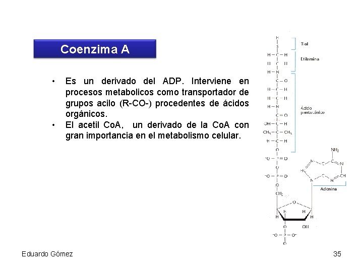 Coenzima A • • Es un derivado del ADP. Interviene en procesos metabolicos como