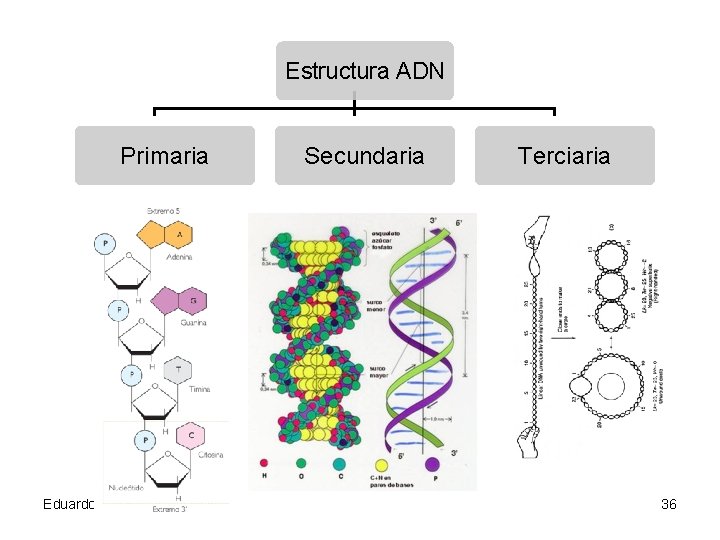 Estructura ADN Primaria Eduardo Gómez Secundaria Terciaria 36 