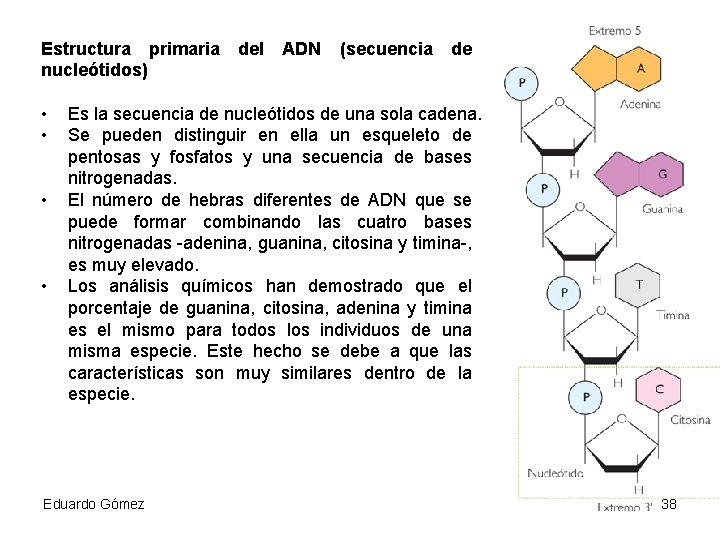 Estructura primaria nucleótidos) • • del ADN (secuencia de Es la secuencia de nucleótidos