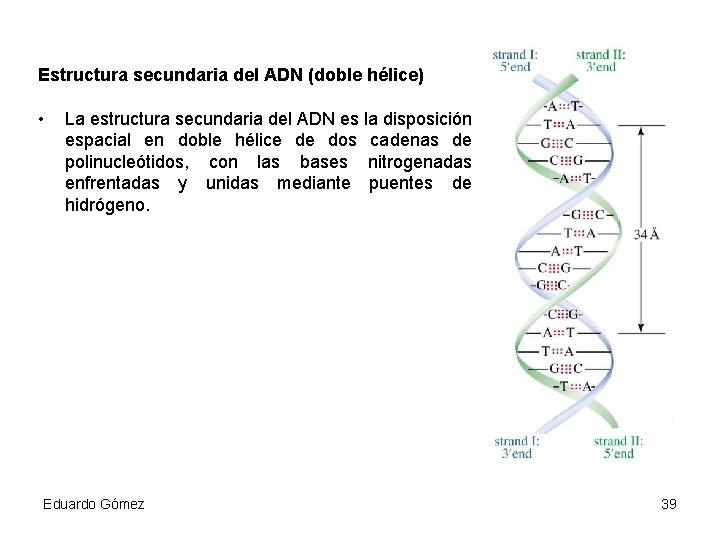 Estructura secundaria del ADN (doble hélice) • La estructura secundaria del ADN es la