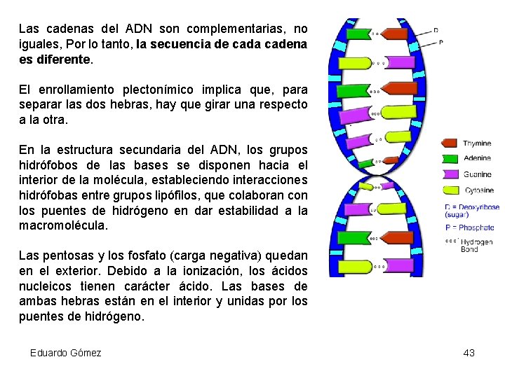 Las cadenas del ADN son complementarias, no iguales, Por lo tanto, la secuencia de