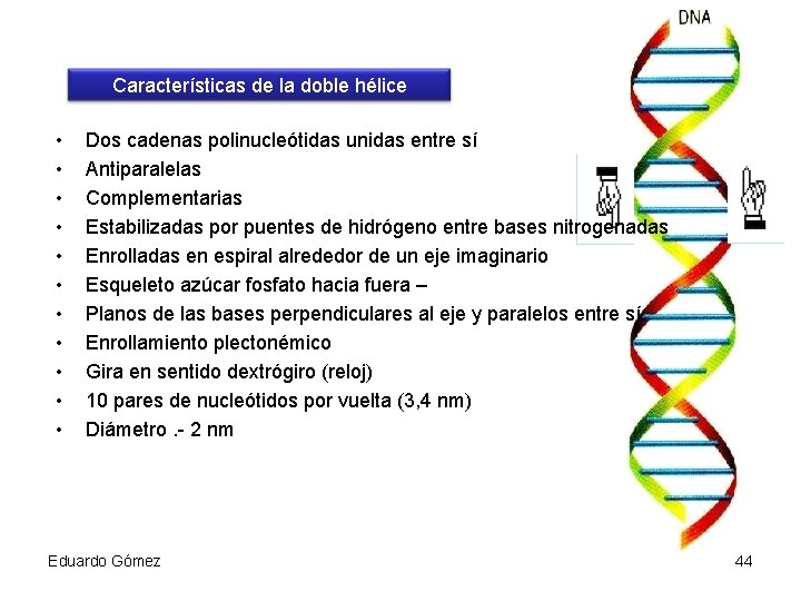 Características de la doble hélice • • • Dos cadenas polinucleótidas unidas entre sí