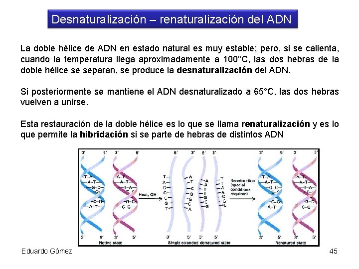 Desnaturalización – renaturalización del ADN La doble hélice de ADN en estado natural es