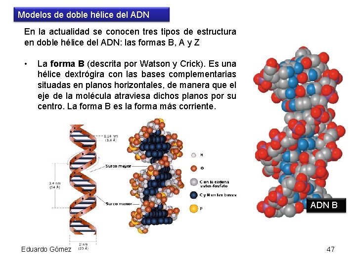 Modelos de doble hélice del ADN En la actualidad se conocen tres tipos de