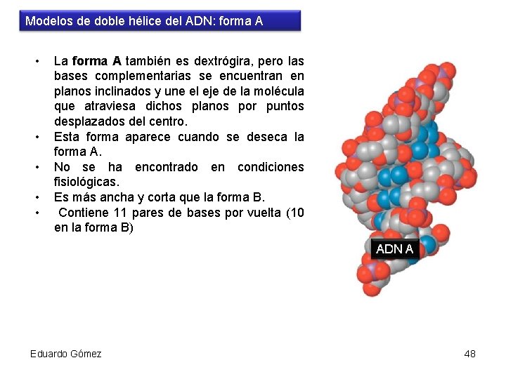 Modelos de doble hélice del ADN: forma A • • • La forma A
