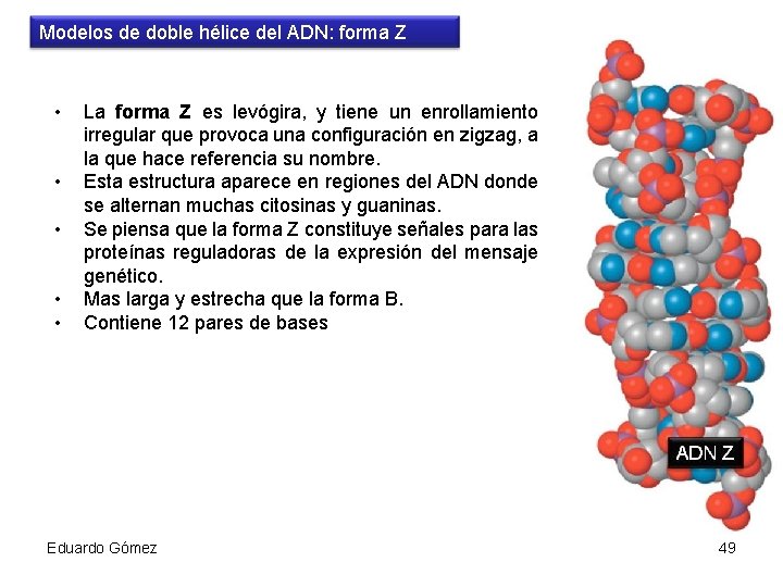 Modelos de doble hélice del ADN: forma Z • • • La forma Z