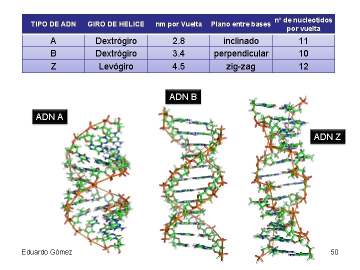 TIPO DE ADN GIRO DE HELICE nm por Vuelta Plano entre bases nº de