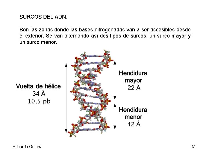 SURCOS DEL ADN: Son las zonas donde las bases nitrogenadas van a ser accesibles