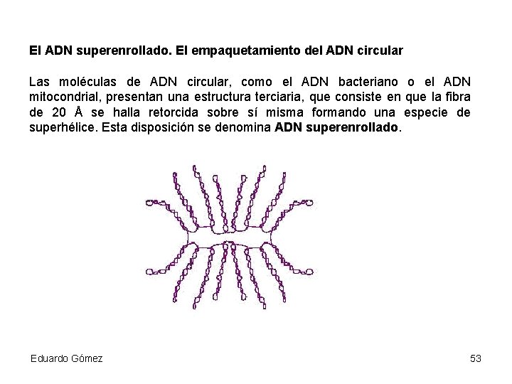 El ADN superenrollado. El empaquetamiento del ADN circular Las moléculas de ADN circular, como