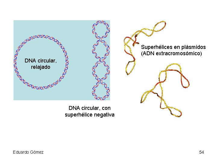 Superhélices en plásmidos (ADN extracromosómico) DNA circular, relajado DNA circular, con superhélice negativa Eduardo