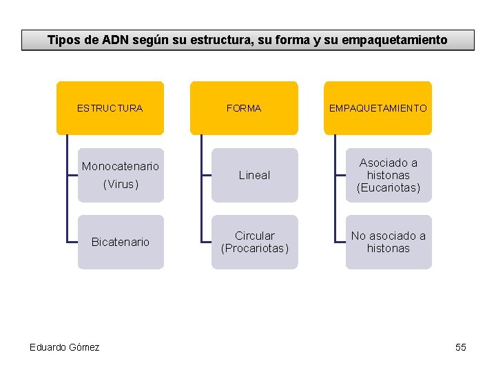 Tipos de ADN según su estructura, su forma y su empaquetamiento ESTRUCTURA FORMA EMPAQUETAMIENTO
