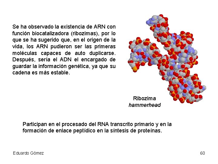 Se ha observado la existencia de ARN con función biocatalizadora (ribozimas), por lo que