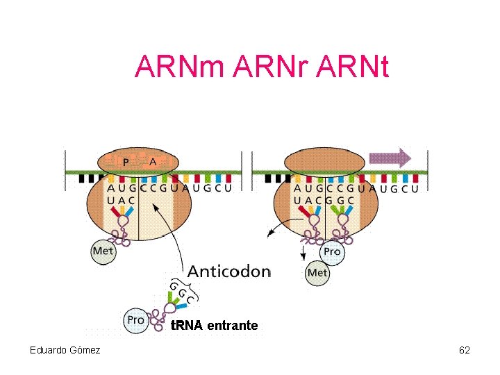 ARNm ARNr ARNt Eduardo Gómez 62 