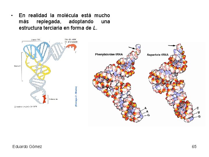  • En realidad la molécula está mucho más replegada, adoptando una estructura terciaria