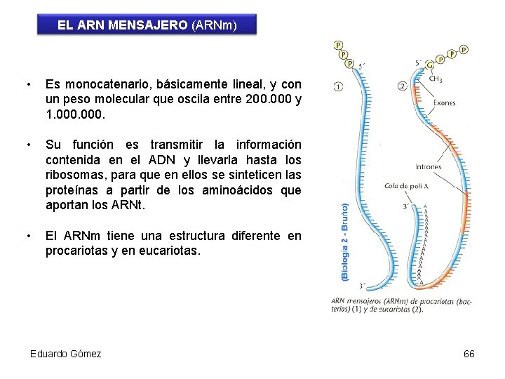 EL ARN MENSAJERO (ARNm) • Es monocatenario, básicamente lineal, y con un peso molecular