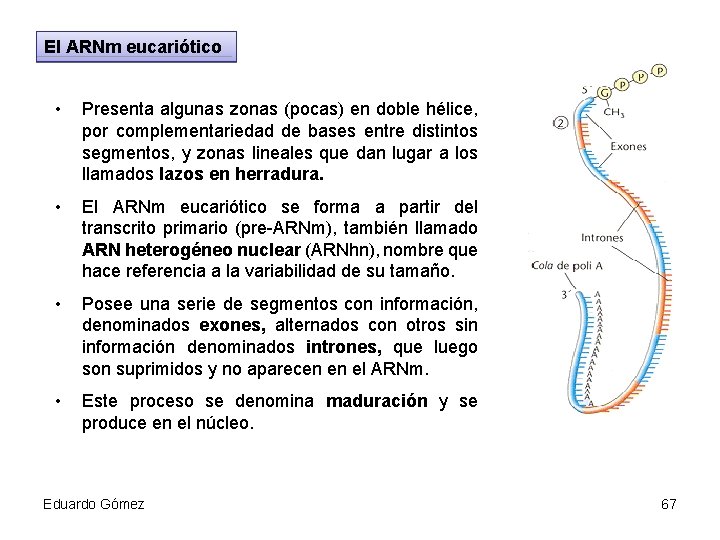 El ARNm eucariótico • Presenta algunas zonas (pocas) en doble hélice, por complementariedad de