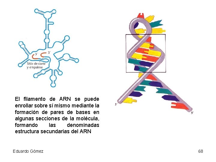 El filamento de ARN se puede enrollar sobre sí mismo mediante la formación de