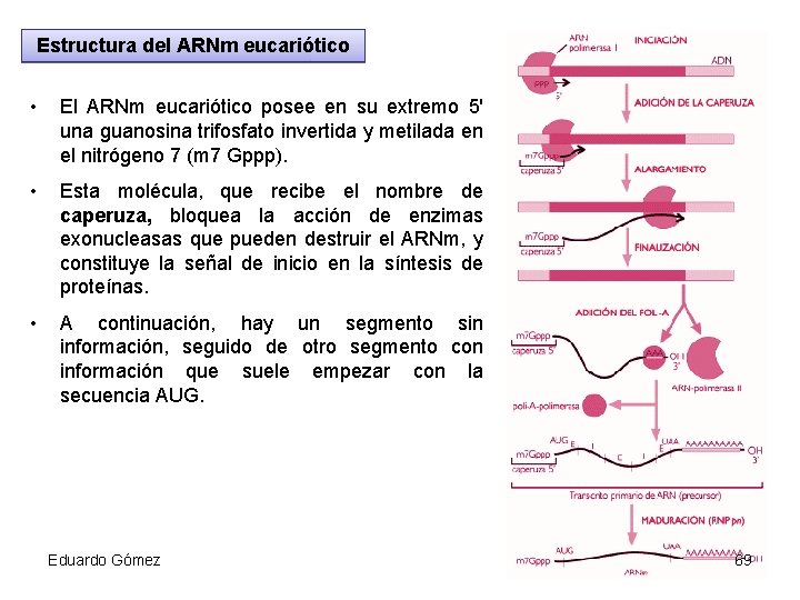 Estructura del ARNm eucariótico • El ARNm eucariótico posee en su extremo 5' una