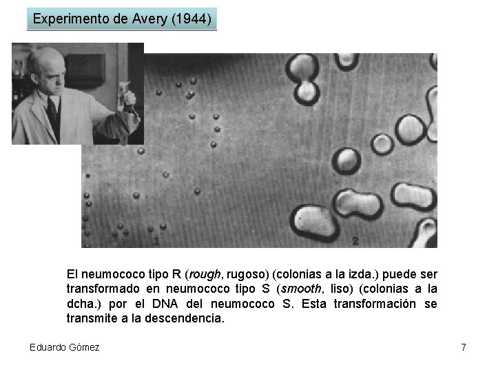 Experimento de Avery (1944) El neumococo tipo R (rough, rugoso) (colonias a la izda.