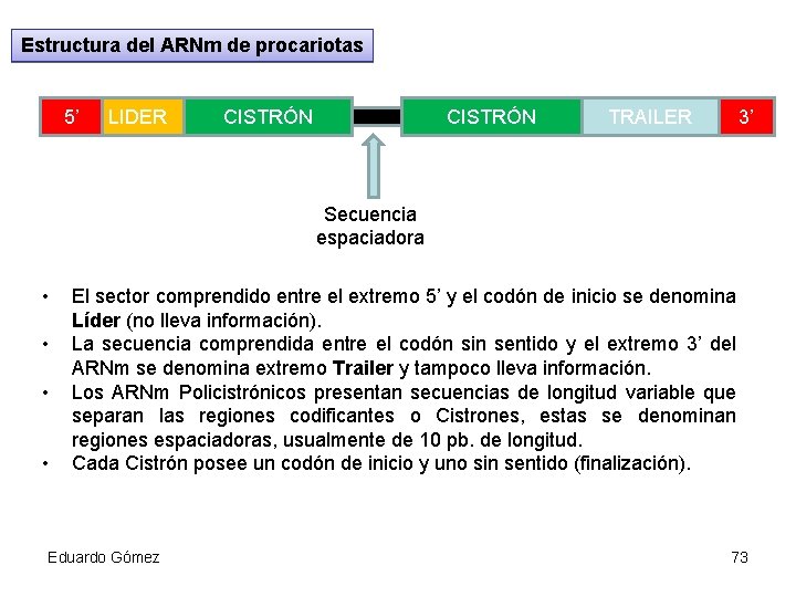 Estructura del ARNm de procariotas 5’ LIDER CISTRÓN TRAILER 3’ Secuencia espaciadora • •