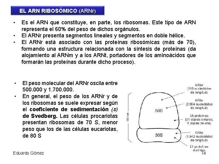 EL ARN RIBOSÓMICO (ARNr) • • • Es el ARN que constituye, en parte,