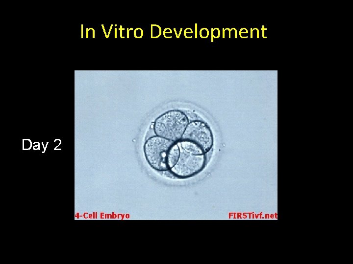 In Vitro Development Day 2 