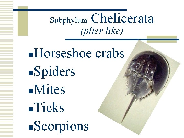 Subphylum Chelicerata (plier like) Horseshoe crabs n. Spiders n. Mites n. Ticks n. Scorpions Subphylum Chelicerata (plier like) Horseshoe crabs n. Spiders n. Mites n. Ticks n. Scorpions