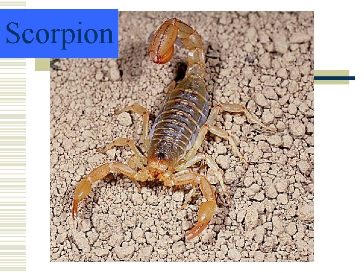 Scorpion Scorpion