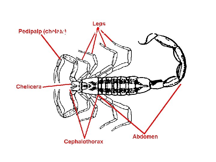 Scorpion Anatomy Scorpion Anatomy
