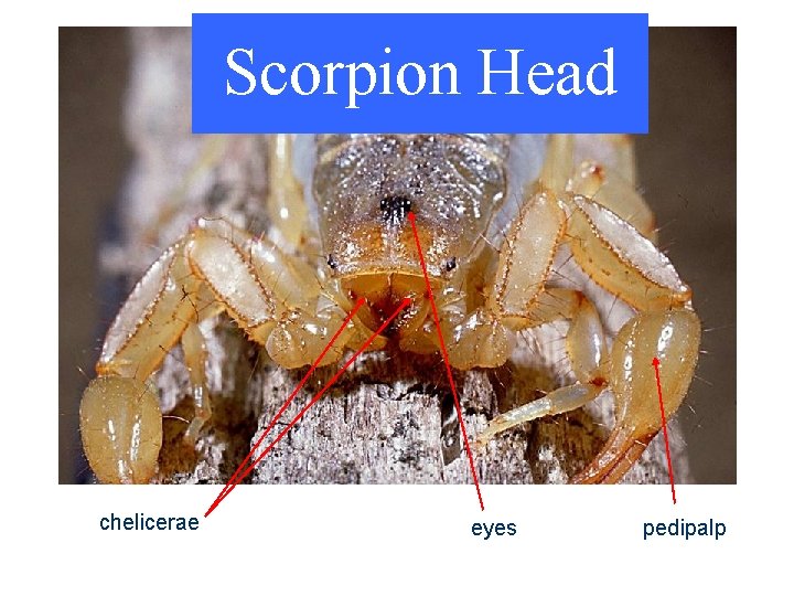 Scorpion Head chelicerae eyes pedipalp Scorpion Head chelicerae eyes pedipalp