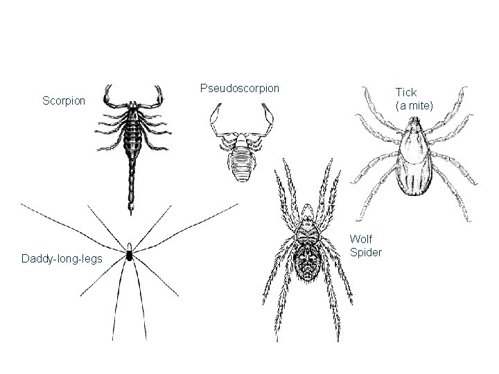 Orders of Arachnids Pseudoscorpion Tick (a mite) Scorpion Daddy-long-legs Wolf Spider Orders of Arachnids Pseudoscorpion Tick (a mite) Scorpion Daddy-long-legs Wolf Spider