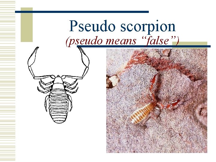 Pseudo scorpion (pseudo means “false”) Pseudo scorpion (pseudo means “false”)