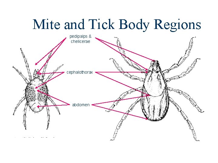 Mite and Tick Body Regions pedipalps & chelicerae cephalothorax abdomen Mite and Tick Body Regions pedipalps & chelicerae cephalothorax abdomen