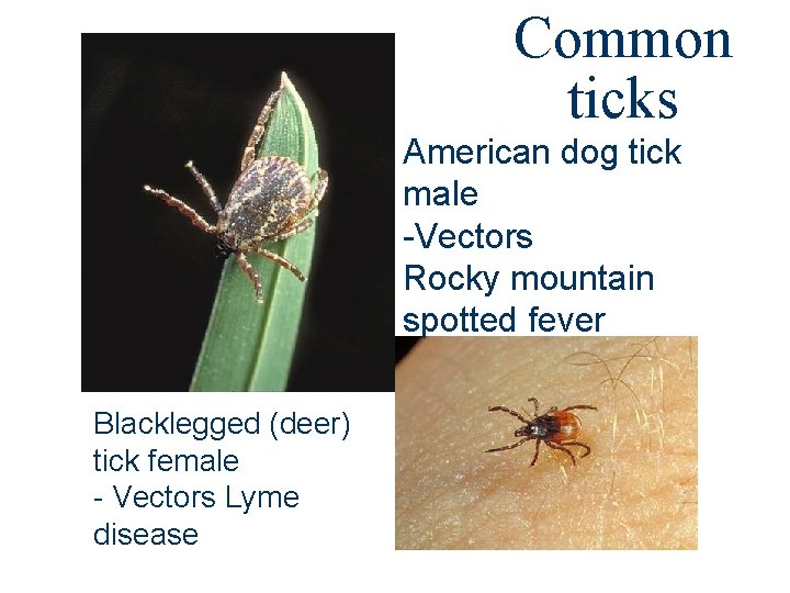Common ticks American dog tick male -Vectors Rocky mountain spotted fever Blacklegged (deer) tick Common ticks American dog tick male -Vectors Rocky mountain spotted fever Blacklegged (deer) tick