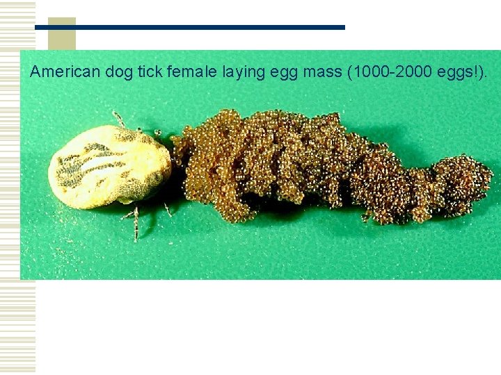 American dog tick female laying egg mass (1000 -2000 eggs!). American dog tick female laying egg mass (1000 -2000 eggs!).