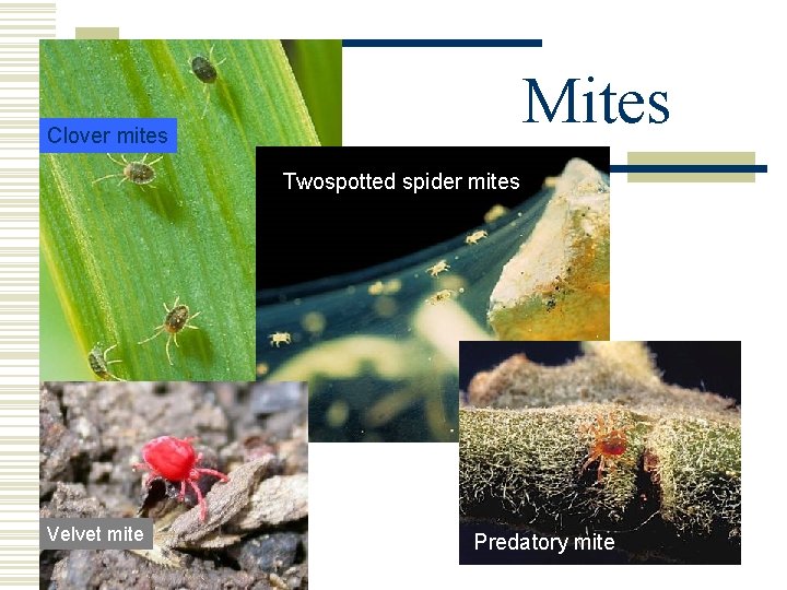 Mites Clover mites Twospotted spider mites Velvet mite Predatory mite Mites Clover mites Twospotted spider mites Velvet mite Predatory mite